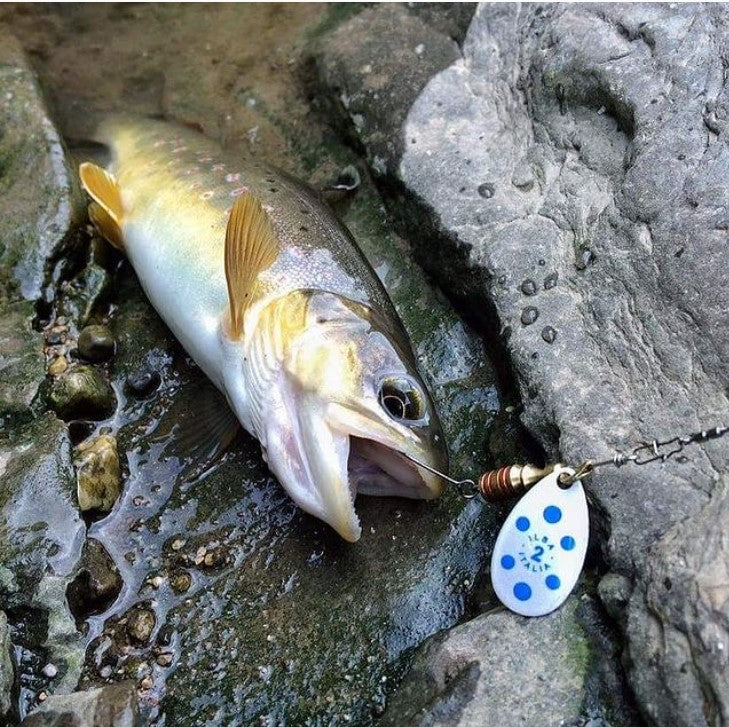 Ilba Tondo Spinner - Pearl Blue Size #2