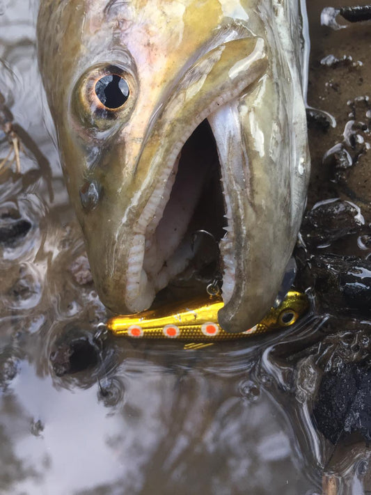 Bullet Lures Five-O Minnow Suspending + Rattling (Spawning Brown Trout))
