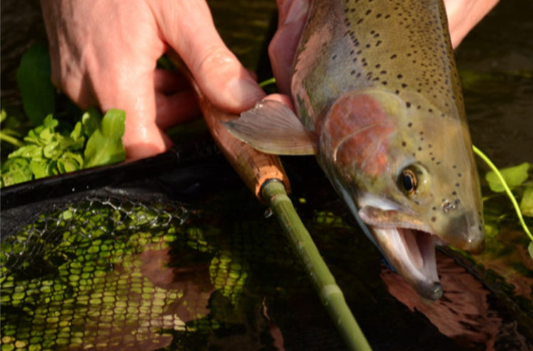 Discovery Nano Fly Rods – Trophy Trout Lures and Fly Fishing