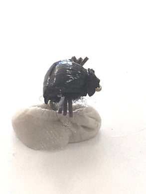 Black Beetle